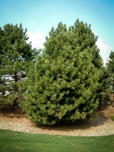 Сосна Чёрная (Pinus Nigra) купить по цене от 270.00р. в интернет-магазине «Посадика» с доставкой почтой в в Богородске и по всей России – [изображение №1].