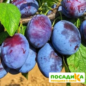 Слива Чачакская ранняя купить по цене от 229.00р. в интернет-магазине «Посадика» с доставкой почтой в в Богородске и по всей России – [изображение №1].