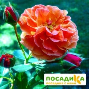 Роза Арабия купить по цене от 350.00р. в интернет-магазине «Посадика» с доставкой почтой в в Богородске и по всей России – [изображение №1].