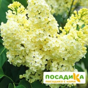 Сирень Примроуз (Primrose) купить по цене от 529.00р. в интернет-магазине «Посадика» с доставкой почтой в в Богородске и по всей России – [изображение №1].