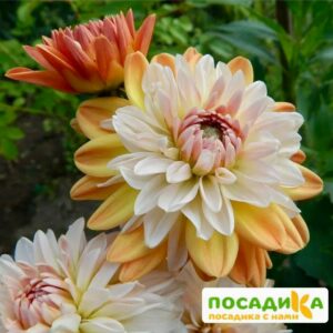 Георгина Коуп де Солейл (декоративная) купить по цене от 400р. в интернет-магазине «Посадика» с доставкой почтой в в Богородске и по всей России – [изображение №1].