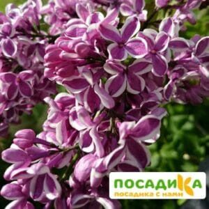 Сирень Сенсация купить по цене от 529.00р. в интернет-магазине «Посадика» с доставкой почтой в в Богородске и по всей России – [изображение №1].