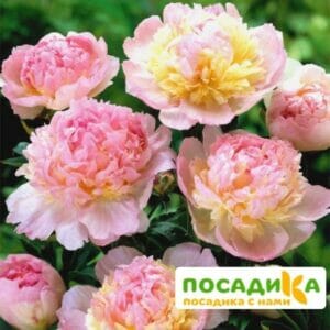 Пион Распберри Сандей (Paeonia Raspberry Sundae) купить по цене от 959р. в интернет-магазине «Посадика» с доставкой почтой в в Богородске и по всей России – [изображение №1].