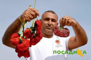 Клубника Гигант Джорнея купить по цене от 266р. в интернет-магазине «Посадика» с доставкой почтой в в Богородске и по всей России – [изображение №1].
