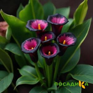 Калла Аура Лейс купить по цене от 400р. в интернет-магазине «Посадика» с доставкой почтой в в Богородске и по всей России – [изображение №1].