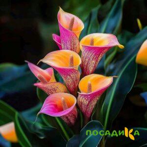 Калла Оникс купить по цене от 450р. в интернет-магазине «Посадика» с доставкой почтой в в Богородске и по всей России – [изображение №1].