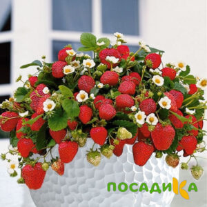 Клубника Рубиновый Шепот (горшечная) купить по цене от 240р. в интернет-магазине «Посадика» с доставкой почтой в в Богородске и по всей России – [изображение №1].