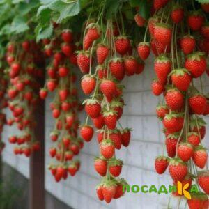 Клубника вьющаяся Комплимент купить по цене от 470р. в интернет-магазине «Посадика» с доставкой почтой в в Богородске и по всей России – [изображение №1].