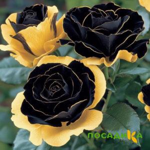 Роза Ханни Сикл купить по цене от 700р. в интернет-магазине «Посадика» с доставкой почтой в в Богородске и по всей России – [изображение №1].