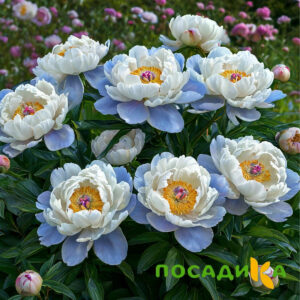 Пион акварельный Этюд купить по цене от 806р. в интернет-магазине «Посадика» с доставкой почтой в в Богородске и по всей России – [изображение №1].