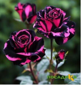 Роза Багровый Шепот купить по цене от 366р. в интернет-магазине «Посадика» с доставкой почтой в в Богородске и по всей России – [изображение №1].