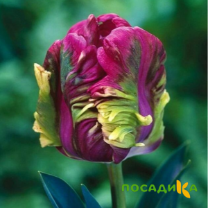 Тюльпан Экзотик Хэвен купить по цене от 186р. в интернет-магазине «Посадика» с доставкой почтой в в Богородске и по всей России – [изображение №1].