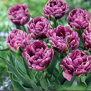 Тюльпан Айс Крим купить по цене от 430р. в интернет-магазине «Посадика» с доставкой почтой в в Богородске и по всей России – [изображение №1].