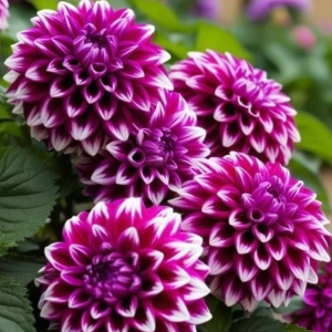 Георгин Кристал Корт купить по цене от 602р. в интернет-магазине «Посадика» с доставкой почтой в в Богородске и по всей России – [изображение №1].