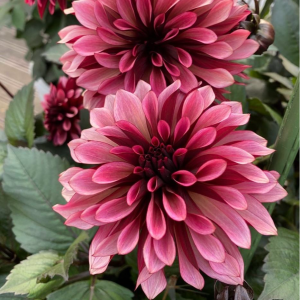 Георгин Перли Сансет купить по цене от 309р. в интернет-магазине «Посадика» с доставкой почтой в в Богородске и по всей России – [изображение №1].