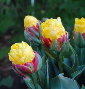 Тюльпан Айс Крим Банана купить по цене от 360р. в интернет-магазине «Посадика» с доставкой почтой в в Богородске и по всей России – [изображение №1].