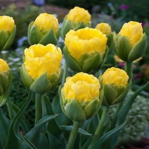 Тюльпан махровый Ванила Коп купить по цене от 159р. в интернет-магазине «Посадика» с доставкой почтой в в Богородске и по всей России – [изображение №1].