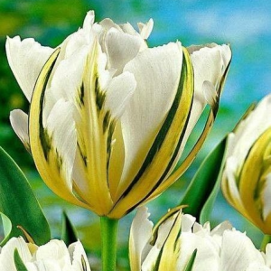 Тюльпан Экзотик Пуруссима купить по цене от 305р. в интернет-магазине «Посадика» с доставкой почтой в в Богородске и по всей России – [изображение №1].