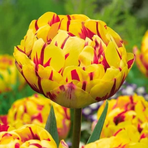 Тюльпан махровый Голден Ницц купить по цене от 361р. в интернет-магазине «Посадика» с доставкой почтой в в Богородске и по всей России – [изображение №1].