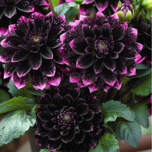 Георгин Лаванда Лейс купить по цене от 679р. в интернет-магазине «Посадика» с доставкой почтой в в Богородске и по всей России – [изображение №1].