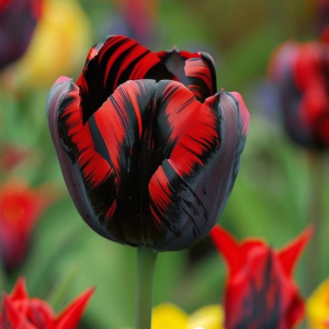 Тюльпан Блэк Перрот купить по цене от 351р. в интернет-магазине «Посадика» с доставкой почтой в в Богородске и по всей России – [изображение №1].