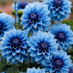 Георгин Вижапе купить по цене от 699р. в интернет-магазине «Посадика» с доставкой почтой в в Богородске и по всей России – [изображение №1].