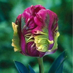 Тюльпан Экзотик Хэвен купить по цене от 186р. в интернет-магазине «Посадика» с доставкой почтой в в Богородске и по всей России – [изображение №1].