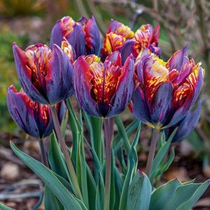 Тюльпан Опал Дрим купить по цене от 207р. в интернет-магазине «Посадика» с доставкой почтой в в Богородске и по всей России – [изображение №1].